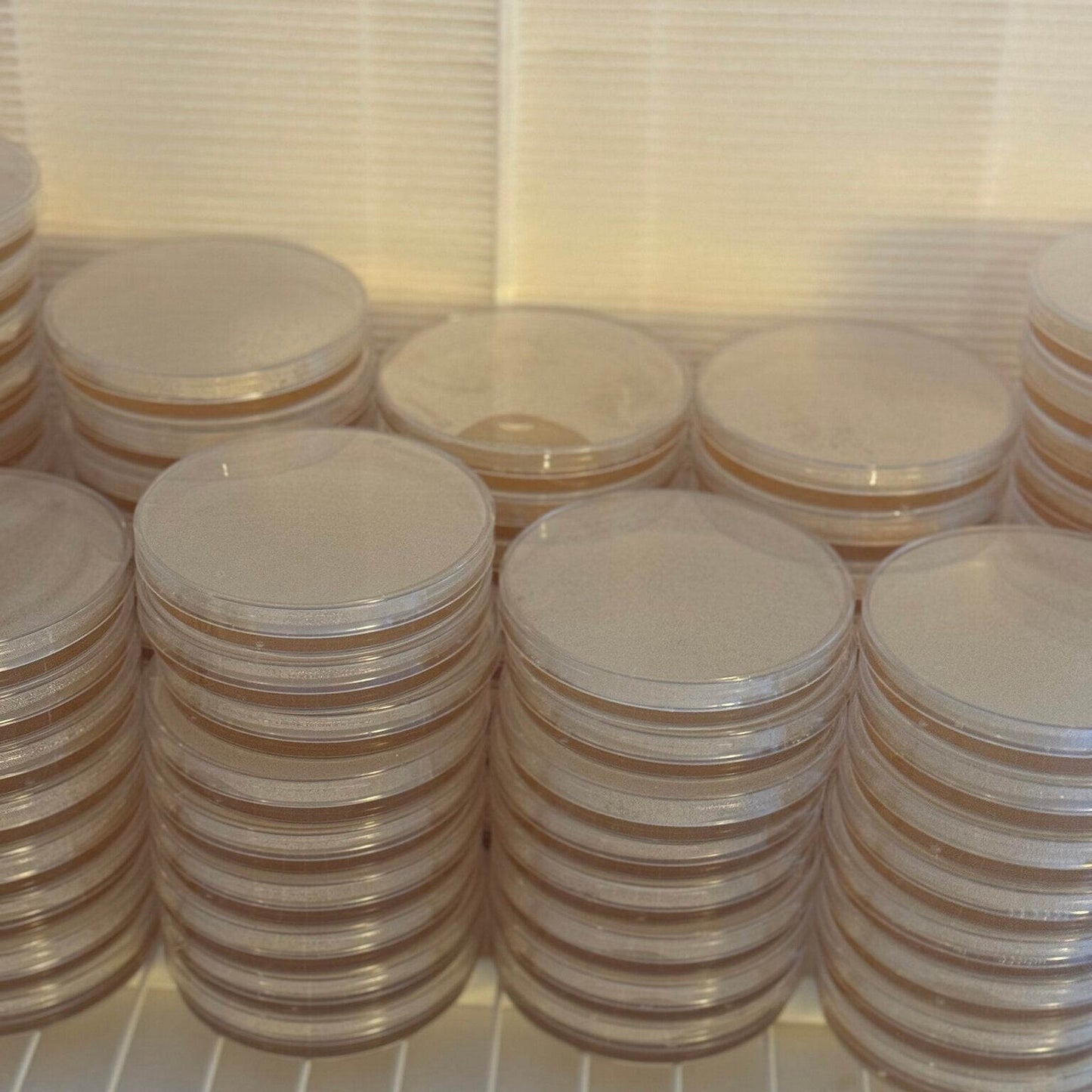 Petriskåler-ferdig-fylt-fra-soppbutikken.no